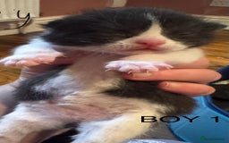 Mixed Breed cats for sale: Stunning  unique kittens  - Image 12