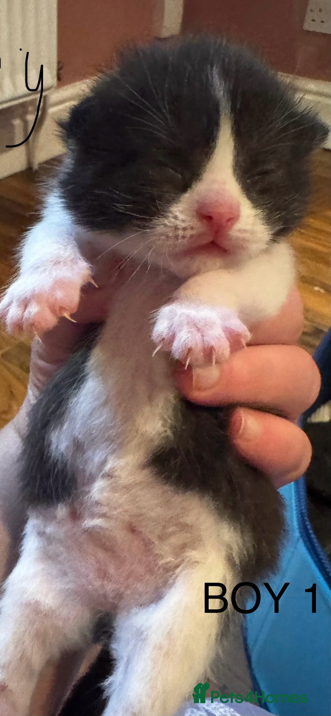 Mixed Breed cats for sale: Stunning  unique kittens  - Image 12