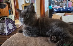 Ragdoll cats for sale: 3/4 ragdoll black kittens - Image 2