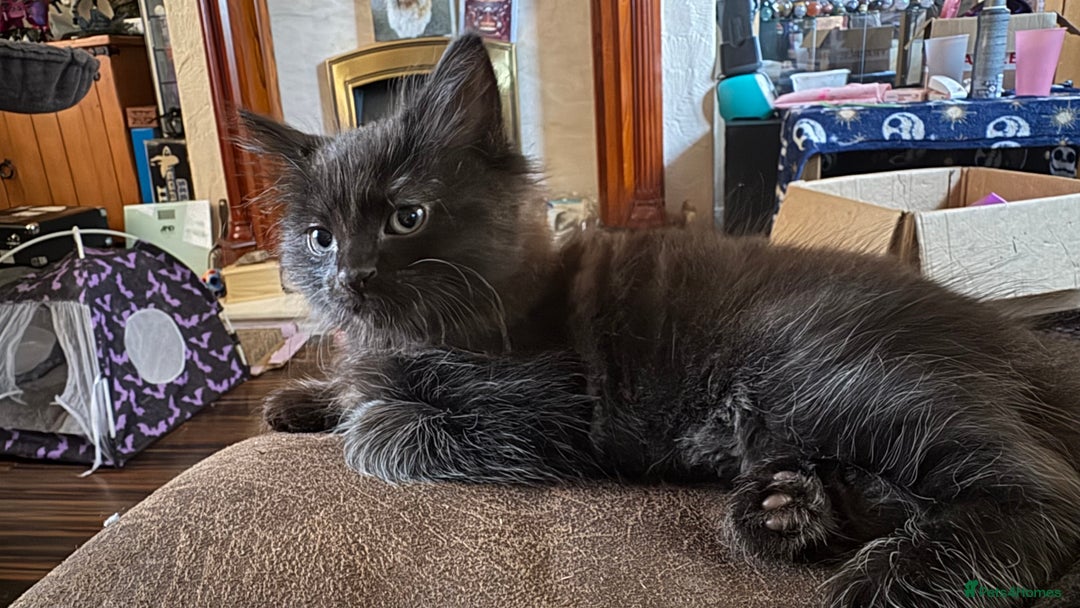 Ragdoll cats for sale: 3/4 ragdoll black kittens - Image 2