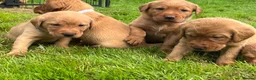 Labrador Retriever dogs for sale: KC fox red puppies - Advert 4