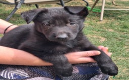 German Shepherd dogs for sale: Father and Mother  in Romford - Image 10