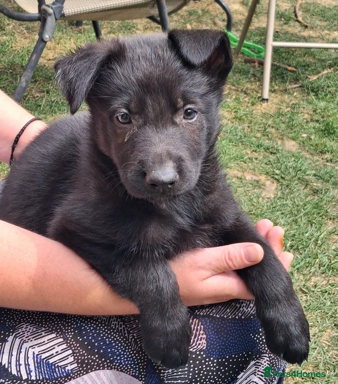 German Shepherd dogs for sale: Father and Mother  in Romford - Image 10