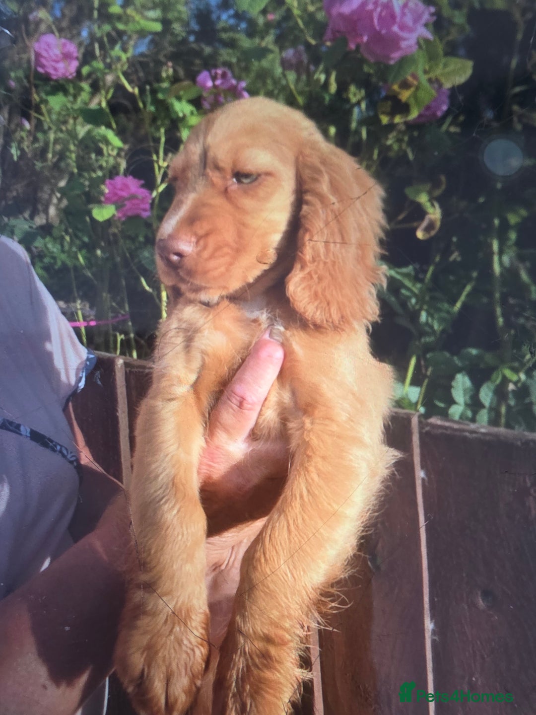 Cocker Spaniel dogs for sale: Cocker spaniel puppy's for sale  - Image 2