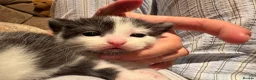 Mixed Breed cats for sale: Kittens For Sale - Advert 9