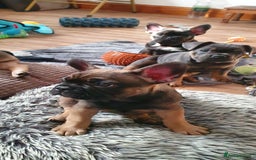 French Bulldog dogs for sale: 1 beautiful Chilled Male French Bulldog - Image 6