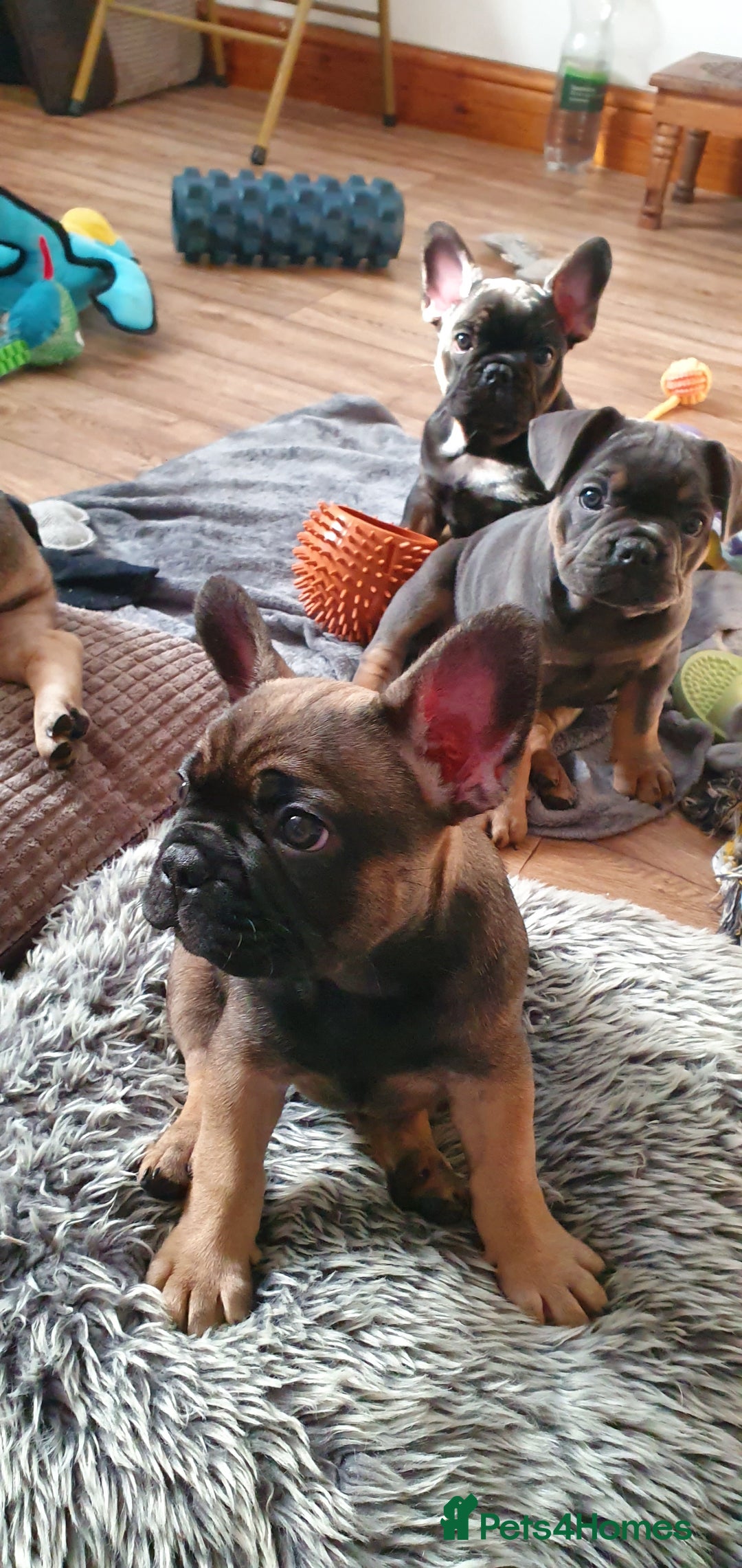 French Bulldog dogs for sale: 1 beautiful Chilled Male French Bulldog - Image 6
