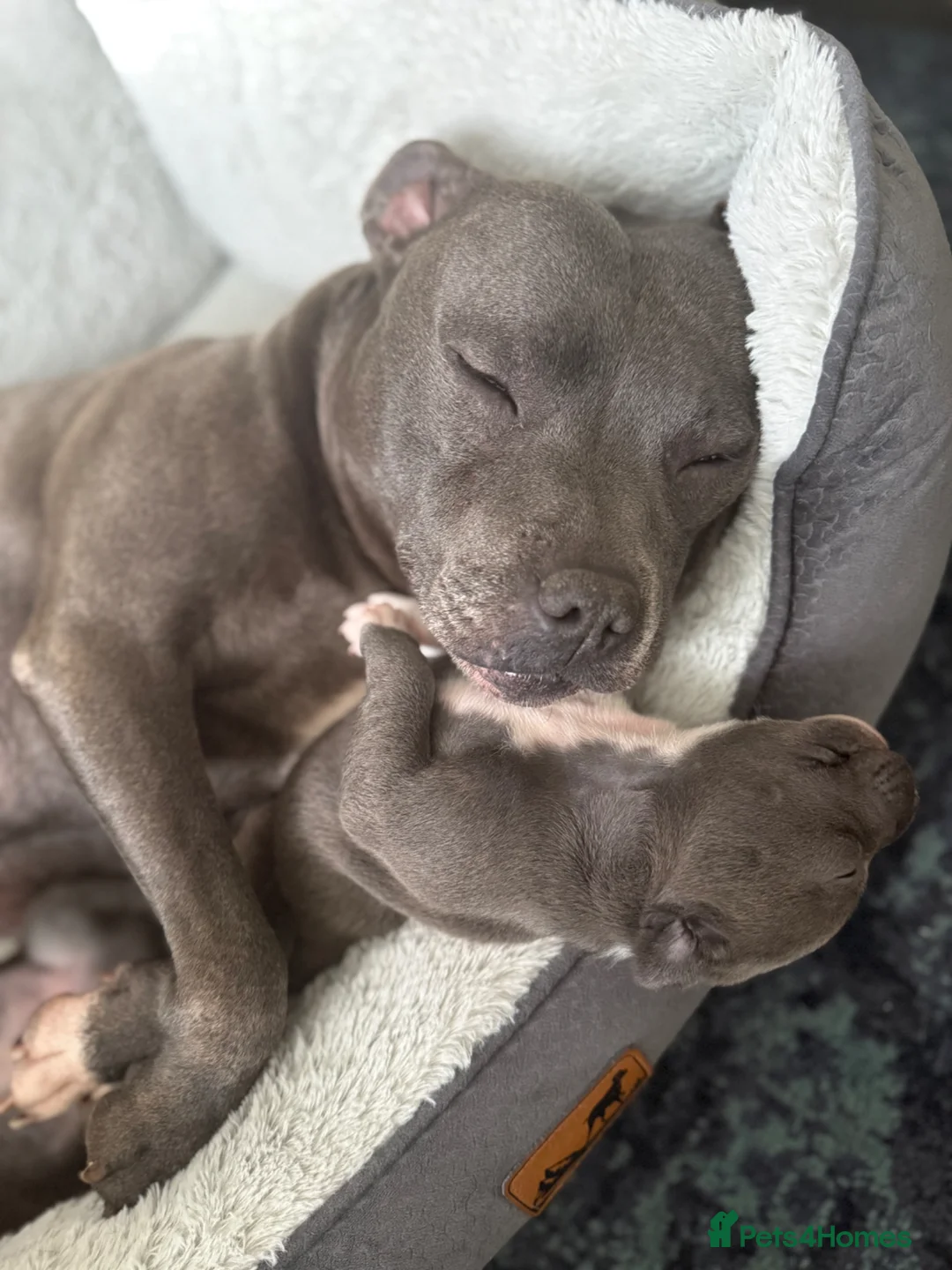Staffordshire Bull Terrier dogs for sale: Stunning KC Registered Blue Staffs - Advert 2