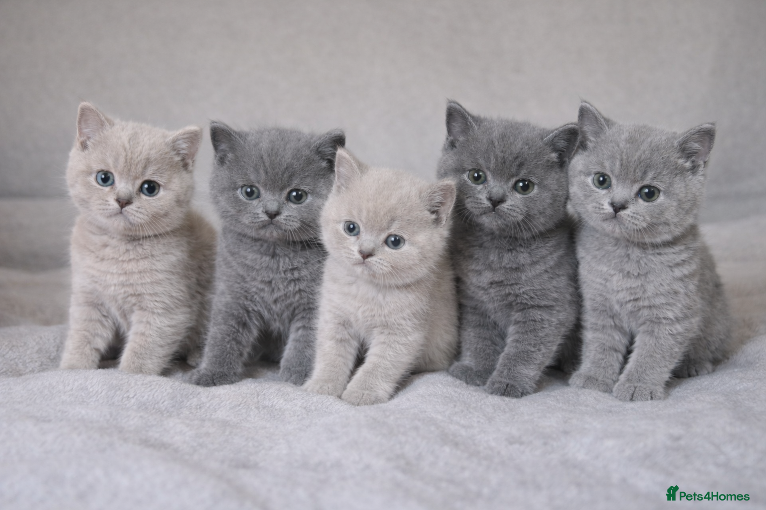 British Shorthair cats Beautiful British Shorthair Kittens for LovingHome - Advert 1