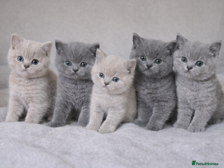 British Shorthair cats Beautiful British Shorthair Kittens for LovingHome - Advert 3
