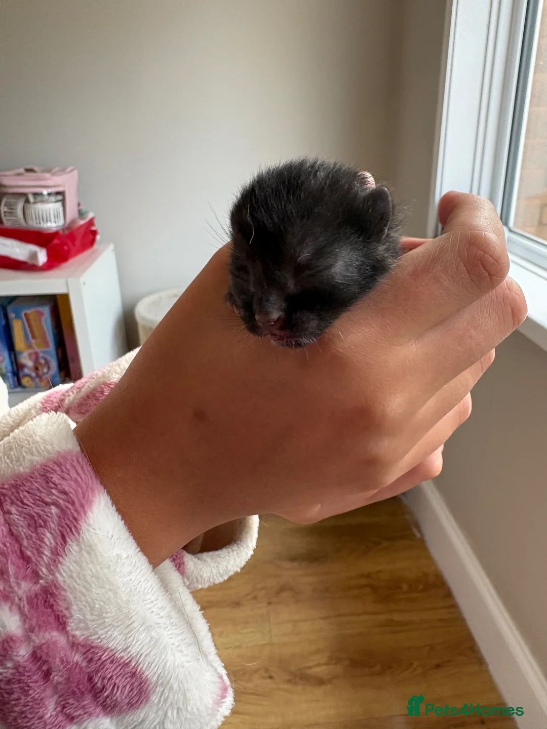Mixed Breed cats for sale: Beautiful kittens  - Advert 12