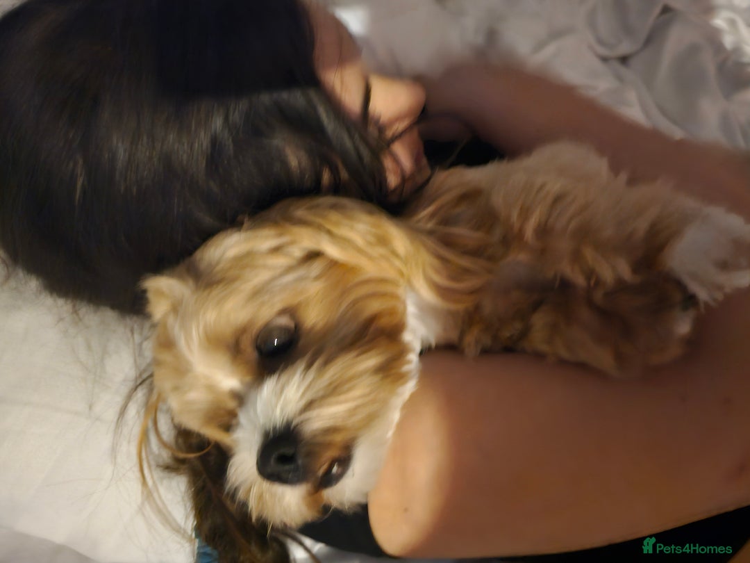 Maltipoo dogs for sale: 1y old Maltipoo Girl  - Advert 7