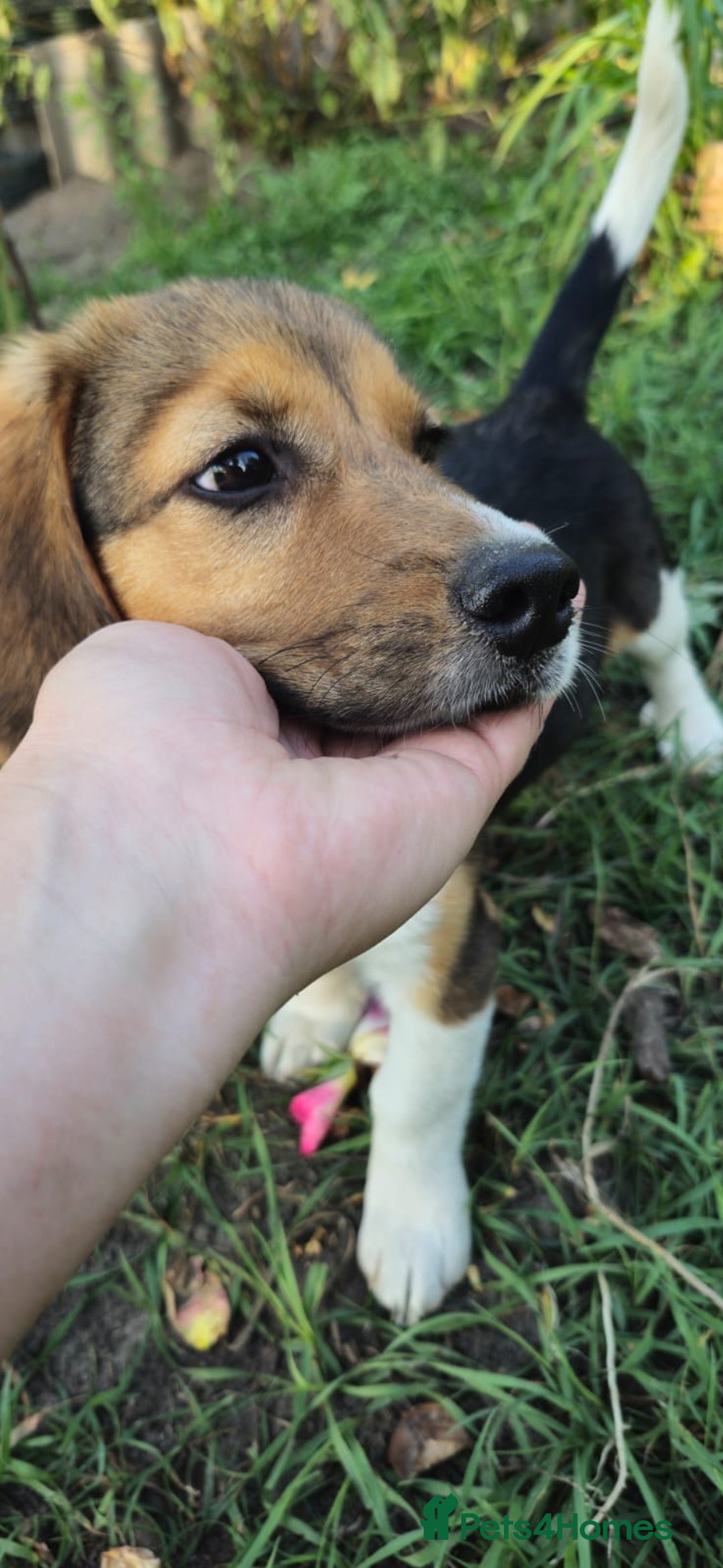 Beagle dogs for adoption: 💙🐶 ELVIS 🐶💙 - Image 23