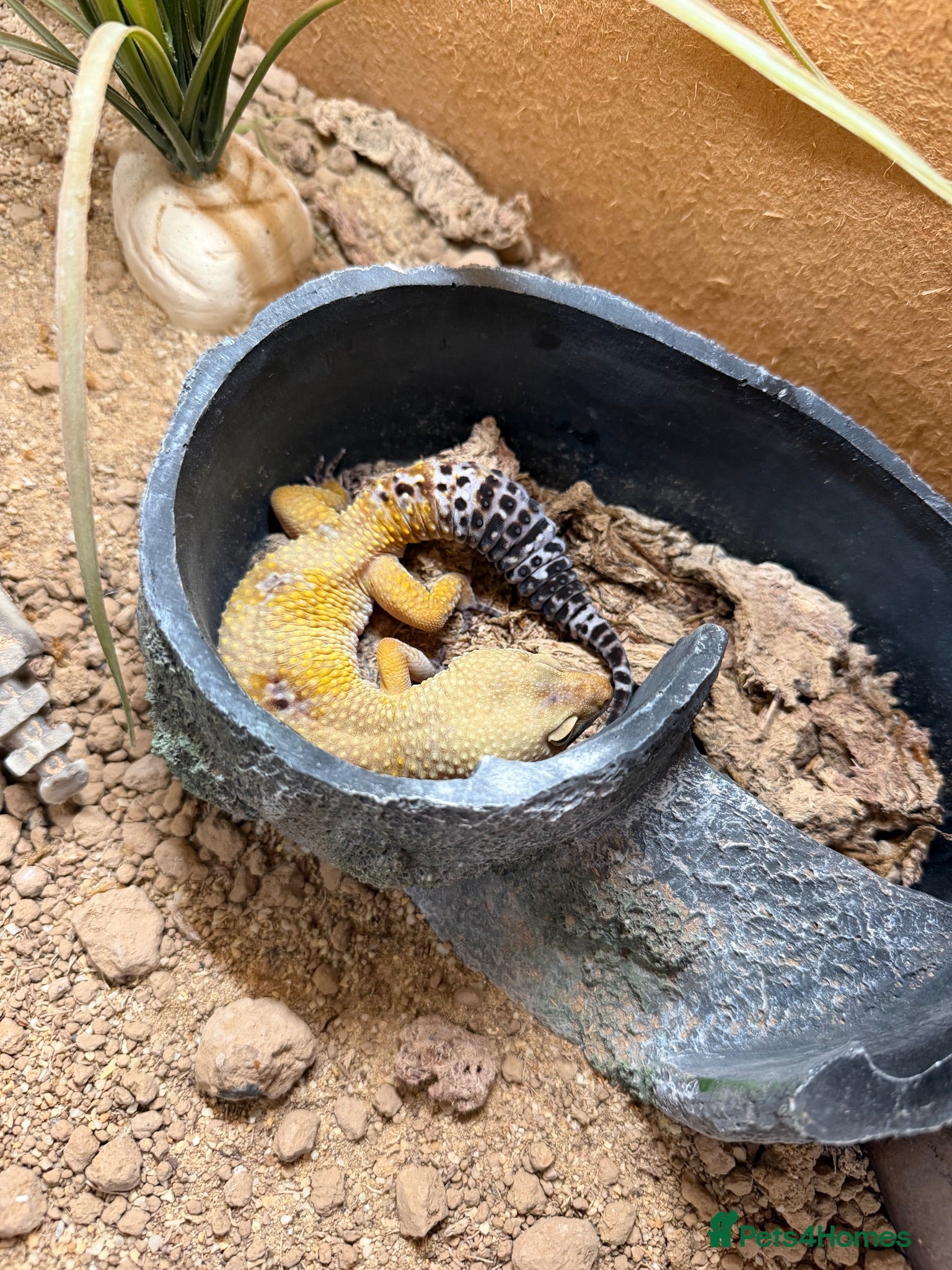 Gecko reptiles 4.5 year old leopard gecko  - Advert 2