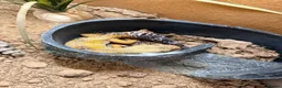 Gecko reptiles for sale: 4.5 year old leopard gecko  - Advert 2