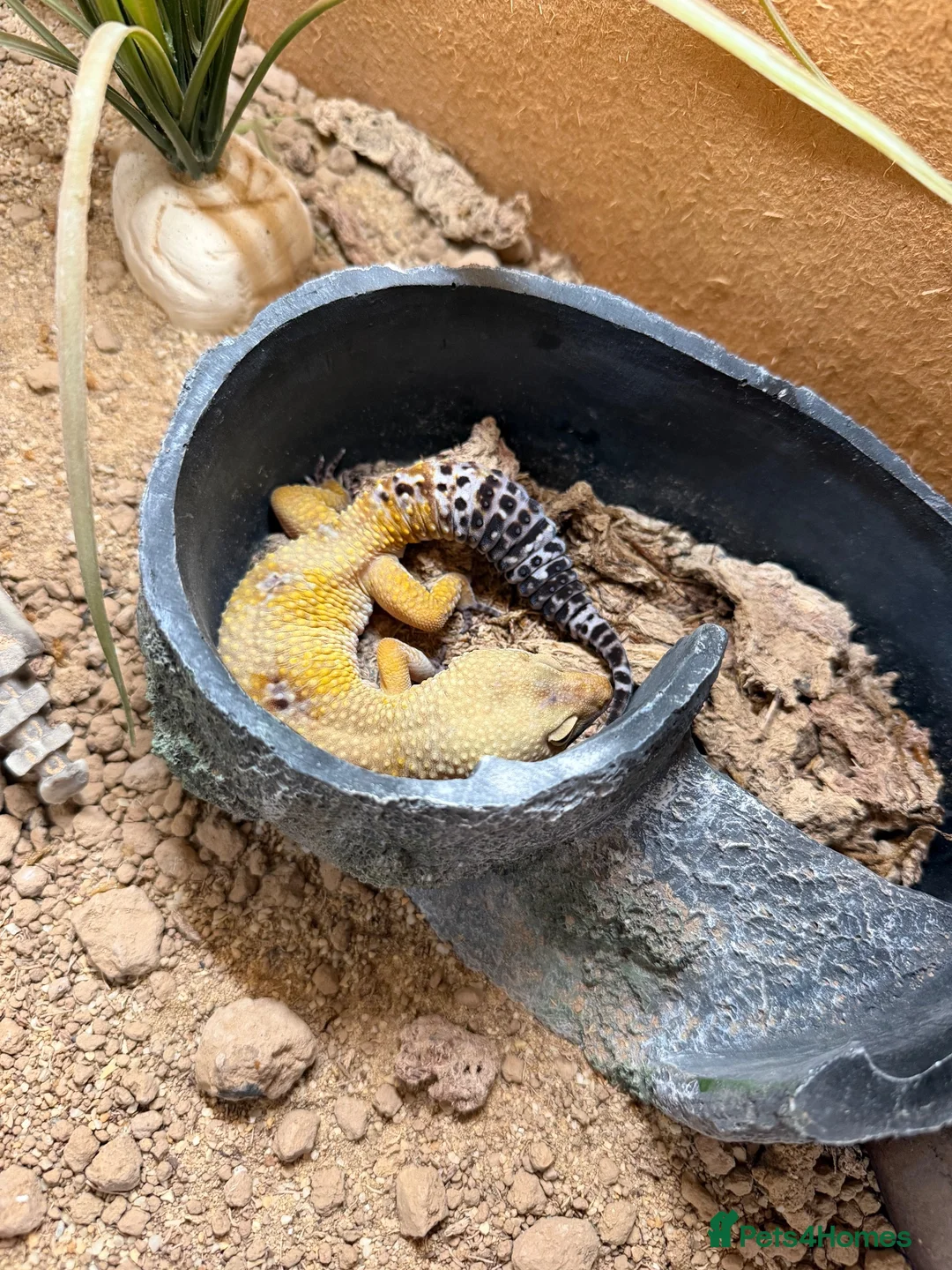 Gecko reptiles for sale: 4.5 year old leopard gecko  - Advert 2