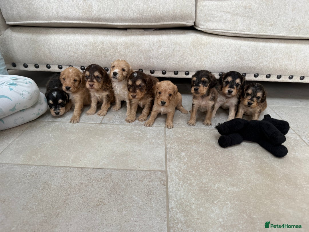 Labradoodle dogs for sale: Unique Stunning miniature doodles - Advert 15