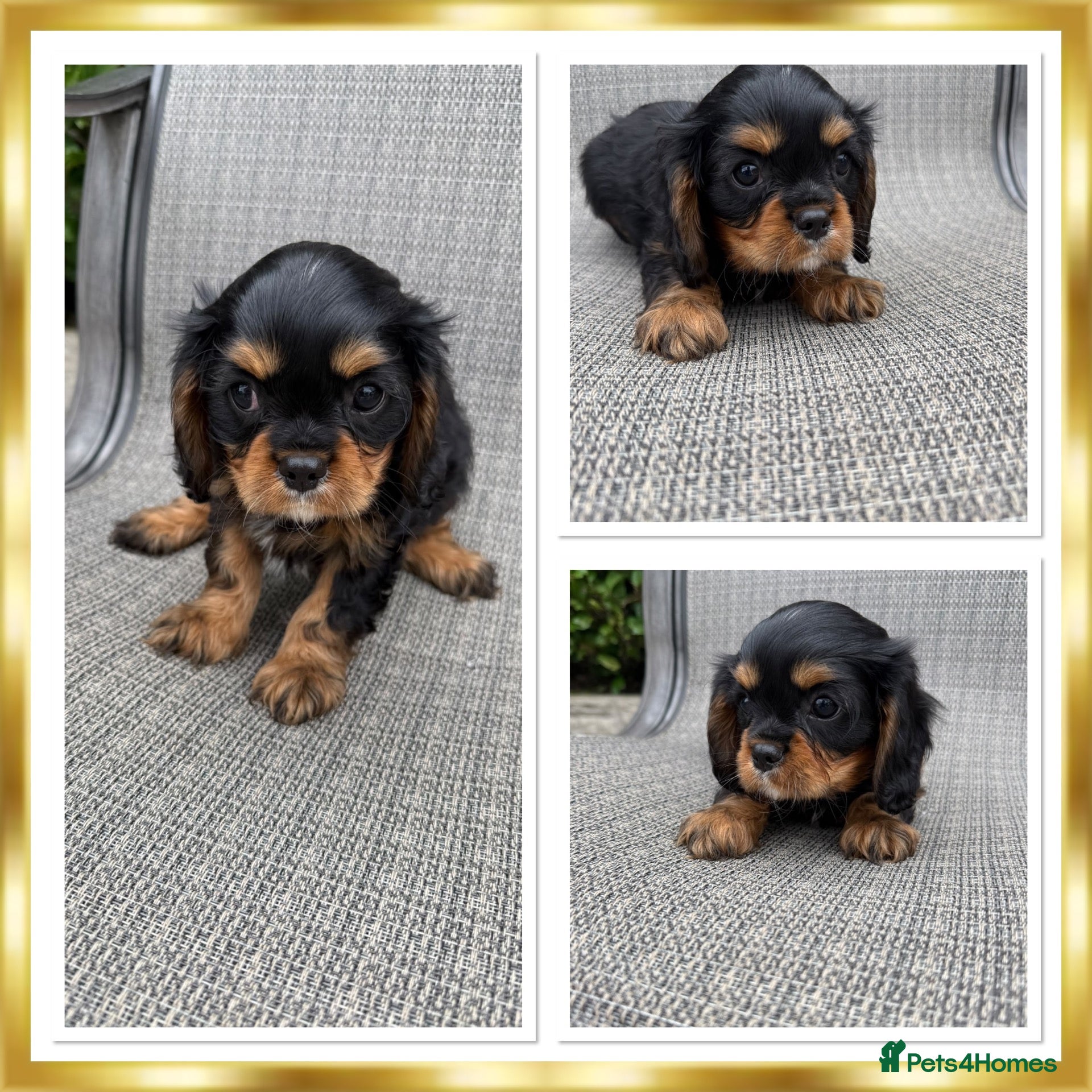 Cavalier King Charles Spaniel dogs King Charles cavalier puppies  - Advert 2