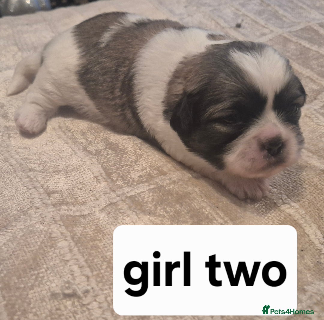 Shih Tzu dogs for sale: Shih tzu - Advert 2
