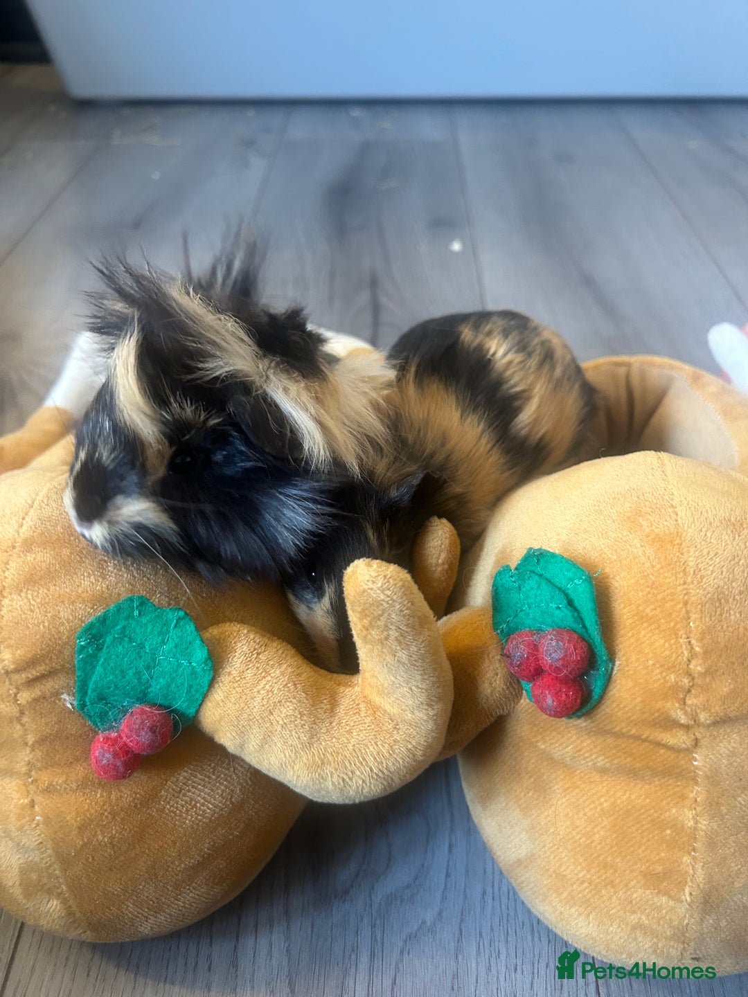 Guinea Pig rodents for sale: 2 Male Guinea Pigs for sale (can go separately) - Advert 9