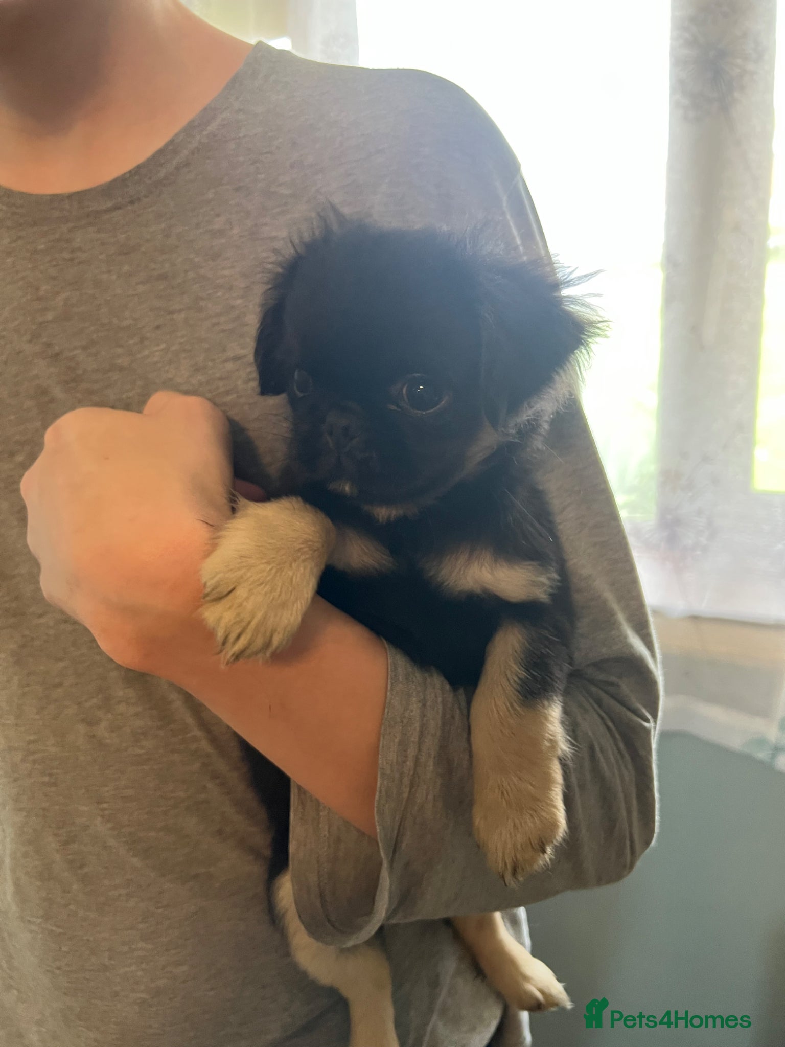Pug dogs 1 left kc reg 10 weeks old black full kc pug pups - Advert 5