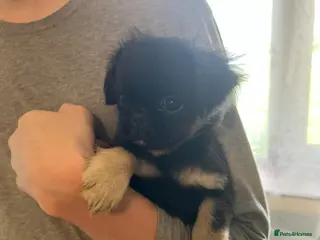 Pug dogs 1 left kc reg 10 weeks old black full kc pug pups - Advert 5