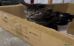 Mixed Breed cats for sale: Beautiful Mixed Breed kittens (plz see description - Image 7