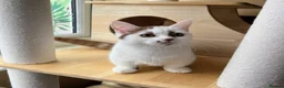 Munchkin cats for sale: Super short legs Munchkin kittens  - Advert 23