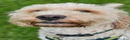 Cockapoo dogs for stud: F1 Cockapoo For Stud in Motherwell - Advert 3