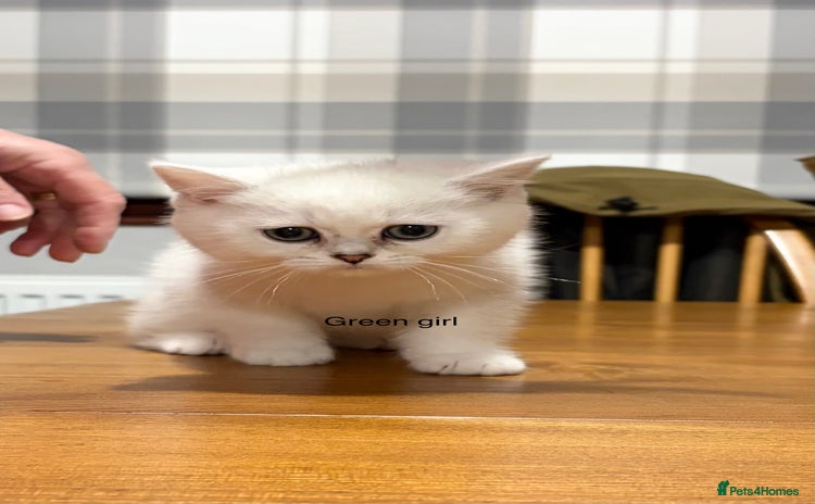 British Shorthair cats - Advert 1