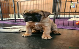 Boxer dogs for sale: 🌟🩷COI 0.5% KC REG BOBTAIL GIRL🩷🌟 - Image 12