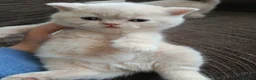 British Shorthair cats for sale: GCCF registered cream and lilac BSH - Advert 13
