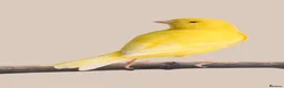 Finches birds for sale: Beautiful Exotic & Finches - Healthy & Friendly - Advert 7