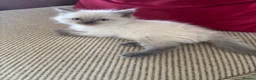 Ragdoll cats for sale: Beautiful Pure Ragdoll kittens - Advert 21