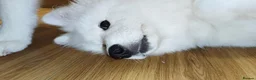 Samoyed dogs for sale: Samoyed puppy for rehoming - Advert 4