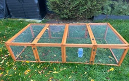 Mini Lop rabbits for sale: Mini Lop for Sale - Image 5