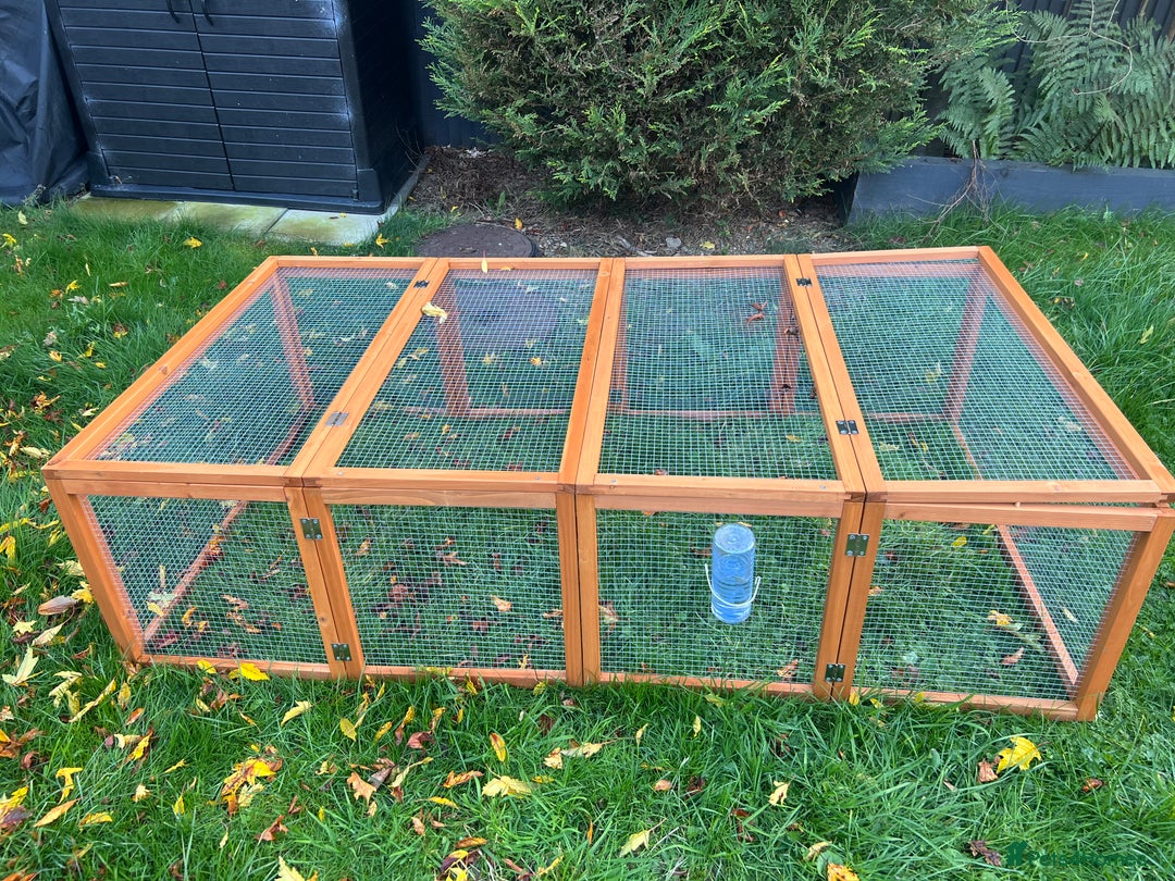 Mini Lop rabbits for sale: Mini Lop for Sale - Image 5