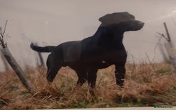 Labrador Retriever dogs for sale: Black Labrador puppies - Image 4