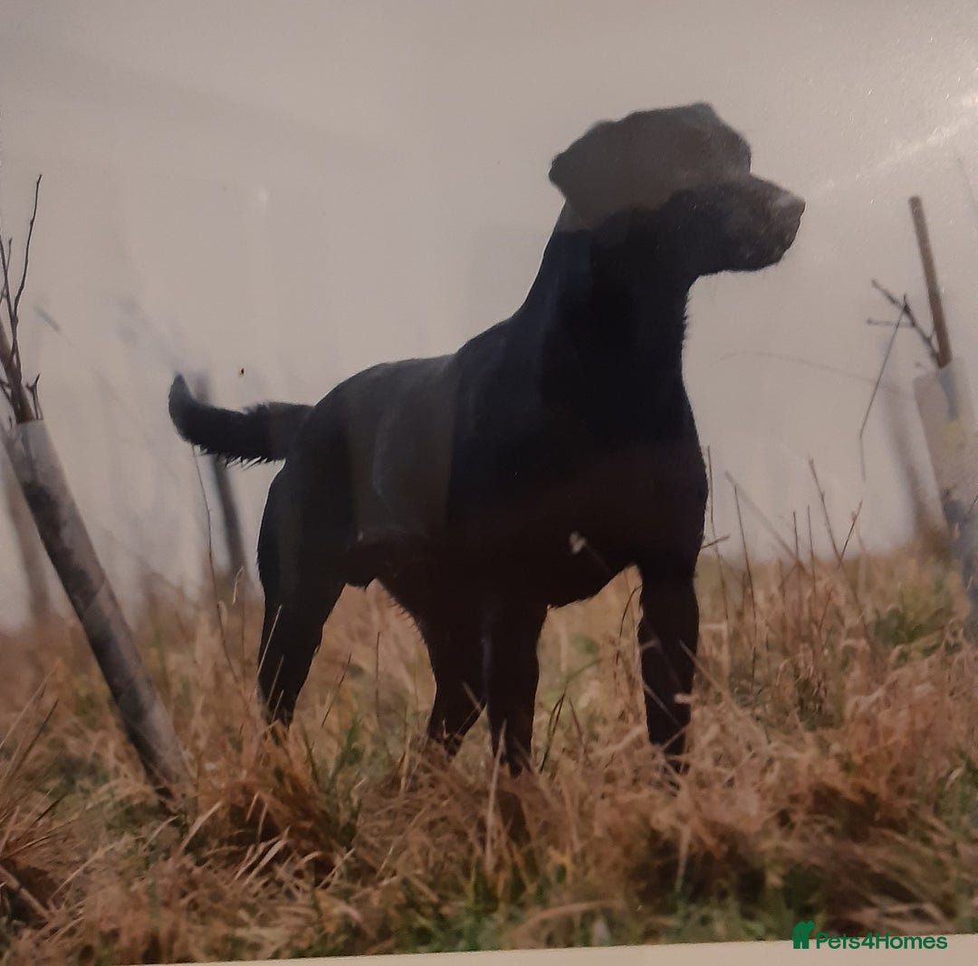 Labrador Retriever dogs for sale: Black Labrador puppies - Image 4