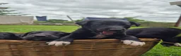 Borador dogs for sale: Collie x Labrador pups  in Llandrindod Wells - Advert 3