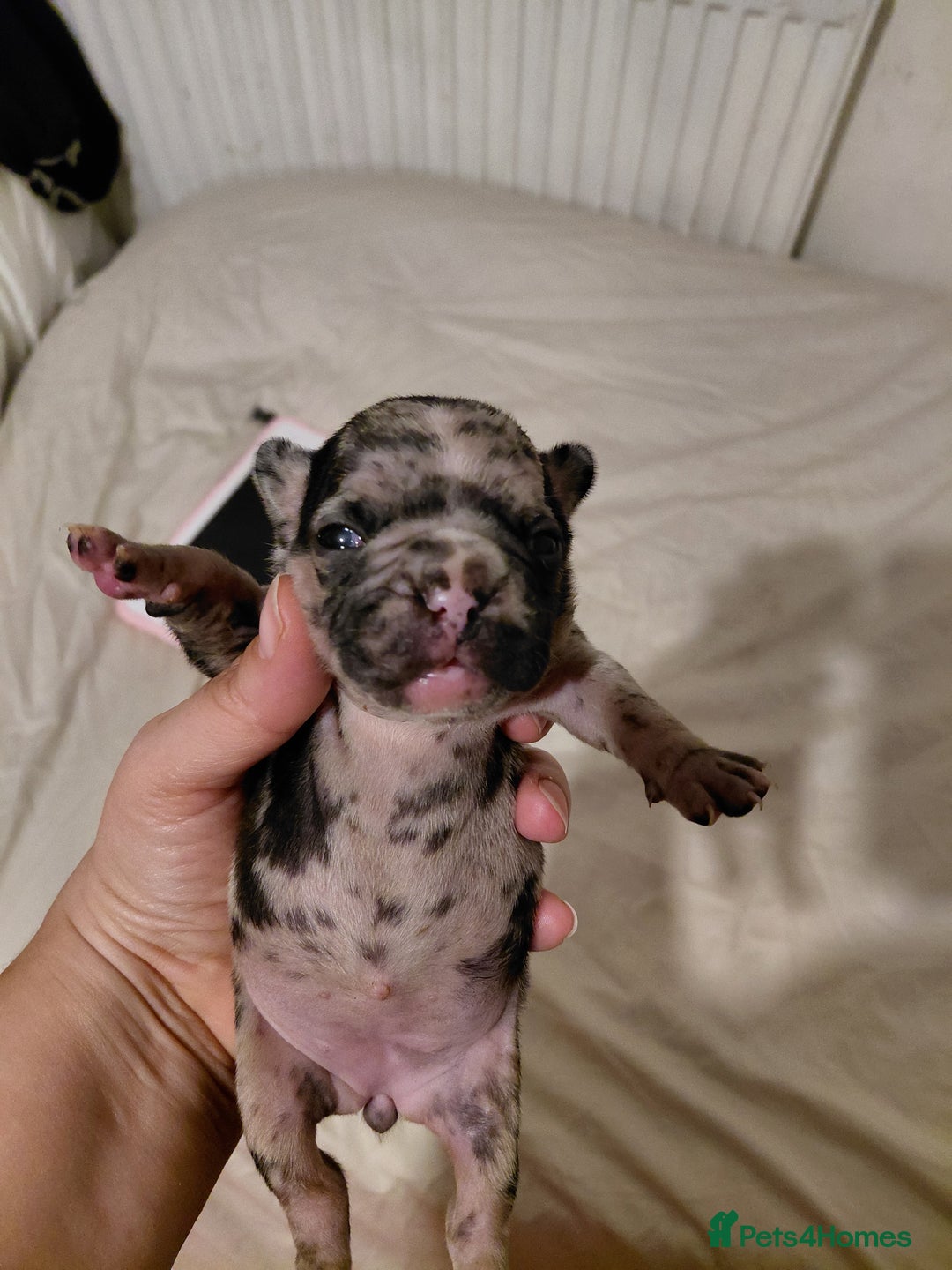 French Bulldog dogs for sale: Amazing litter of french bulldog puppies - Image 2
