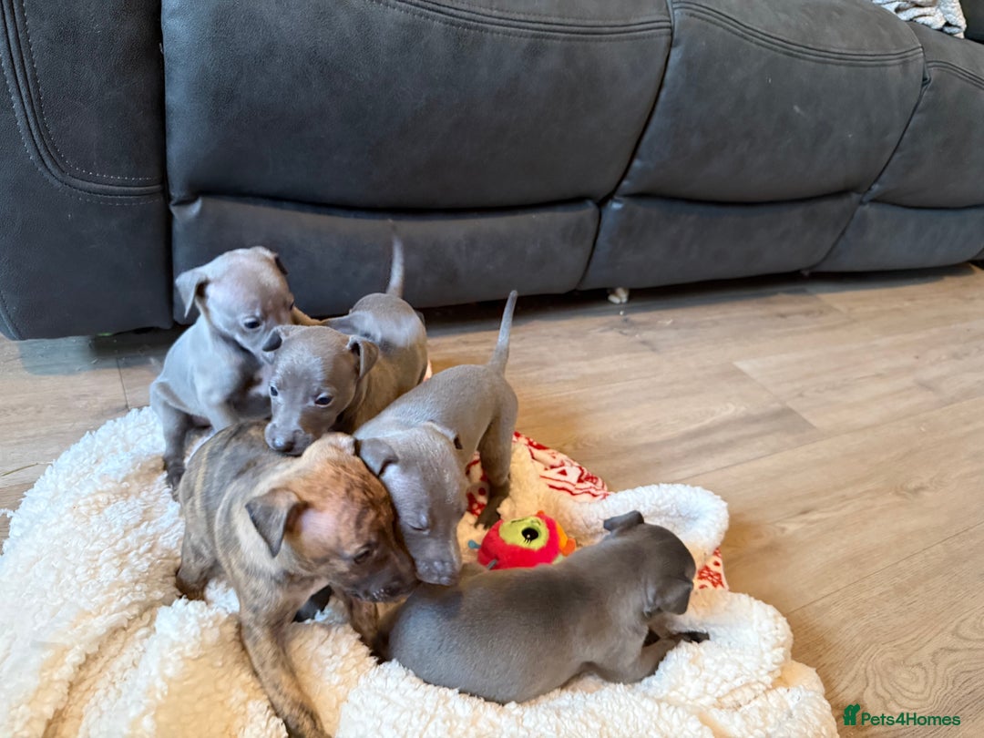 Mixed Breed dogs for sale: Italian Greyhound x Whippet - “Wiggies”  - Advert 11