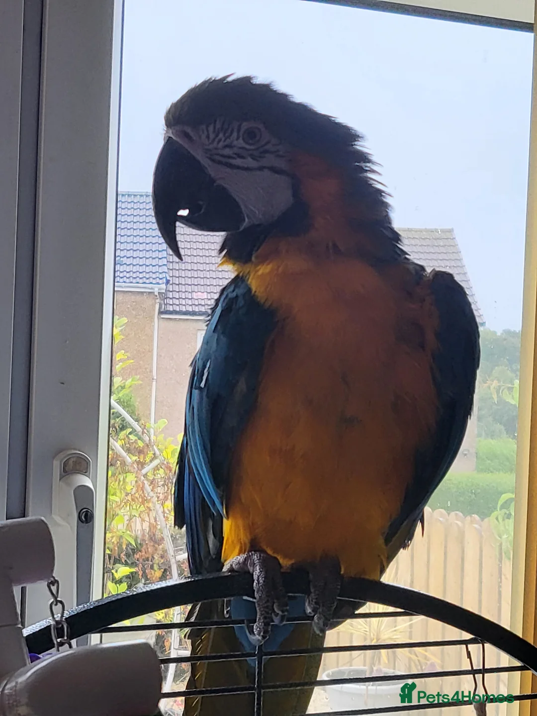 Macaws birds for sale: Female macaw - Advert 2