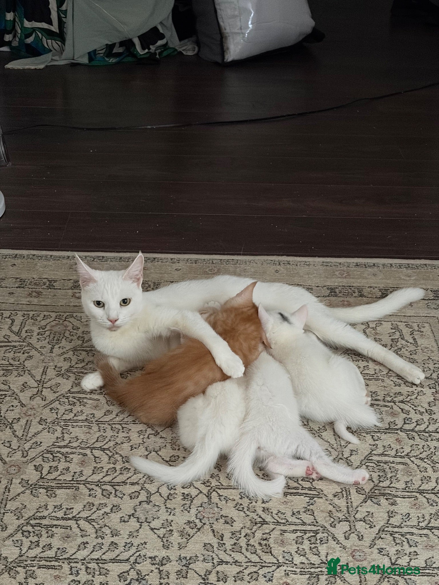 Domestic Shorthair cats Adorable Kittens – 2 Girls & 3 Boys - Advert 1