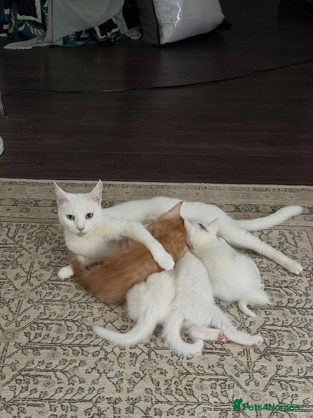 Domestic Shorthair cats for sale: Adorable Kittens – 2 Girls & 3 Boys in Isleworth - Advert 1