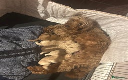 Cockapoo dogs for sale: cockapoo babies  - Image 14