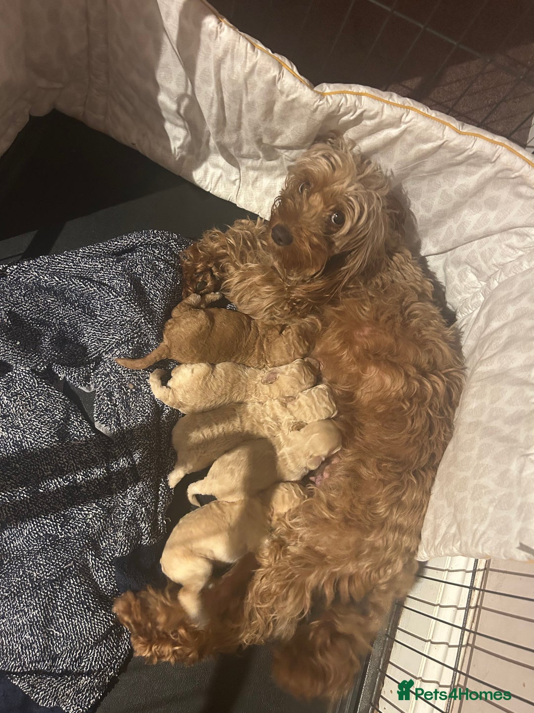 Cockapoo dogs for sale: cockapoo babies  - Image 14