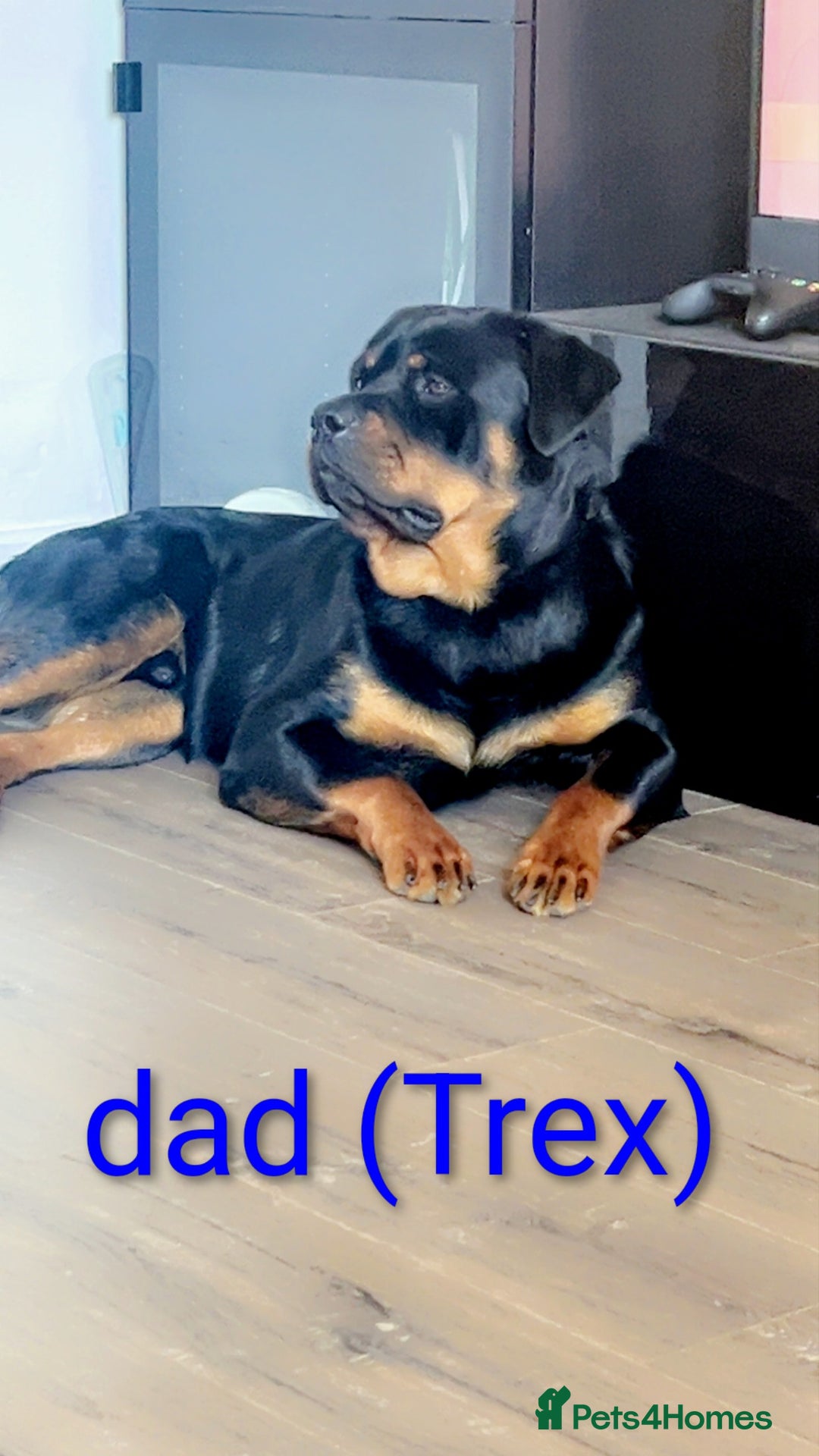 Mixed Breed dogs for sale: 7 stunning rottweiler puppies - Image 8
