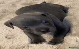 Staffordshire Bull Terrier dogs for sale: Blue Eyes Staffordshire Bull Terriers. - Image 6