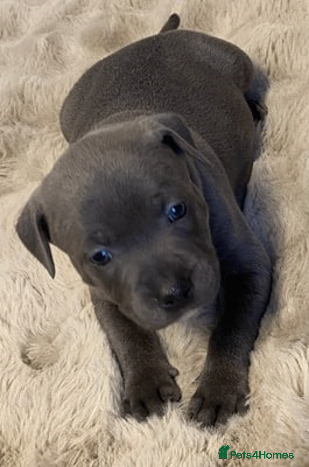 Staffordshire Bull Terrier dogs for sale: Blue Eyes Staffordshire Bull Terriers. - Image 6